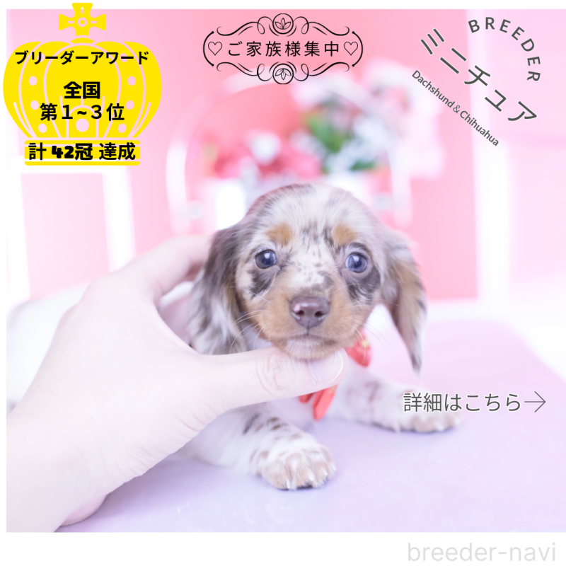 販売中の愛知県のミニチュアダックスフンド(ロングヘアード)-437844