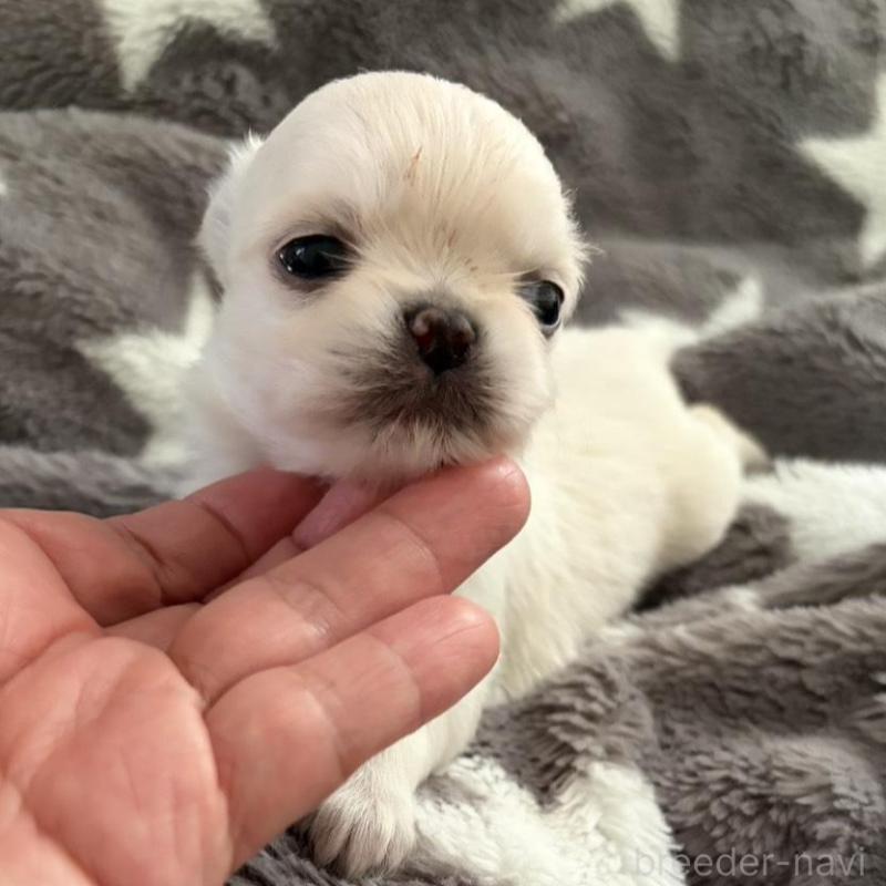 販売中の兵庫県のチワワ(ロングコート)-440310の2枚目