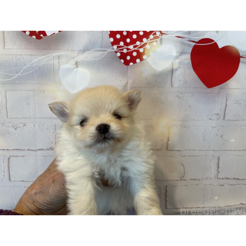 販売中の北海道のポメラニアン-440311の6枚目