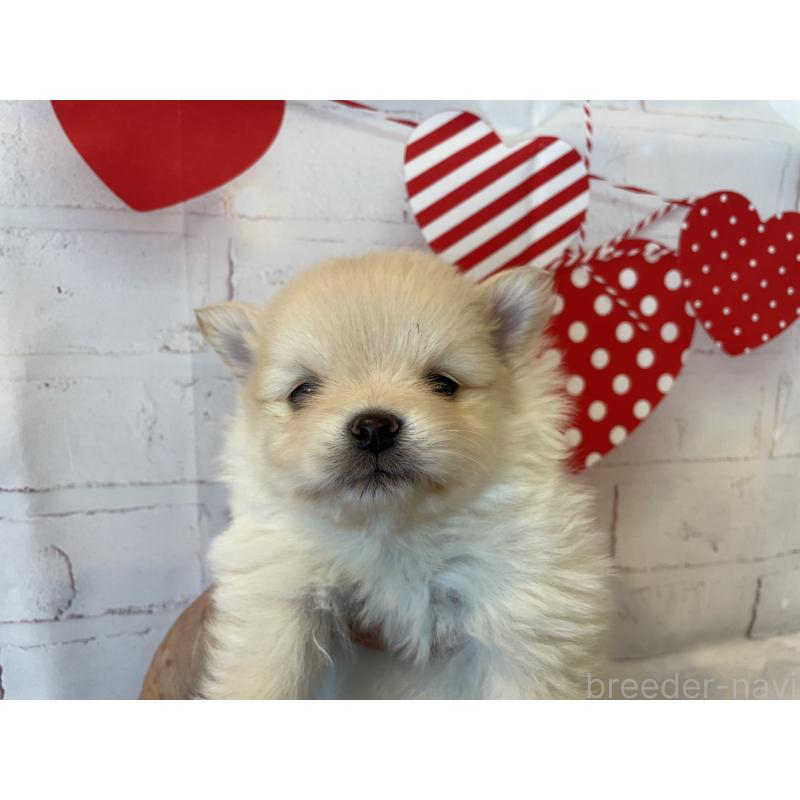 販売中の北海道のポメラニアン-440311の4枚目