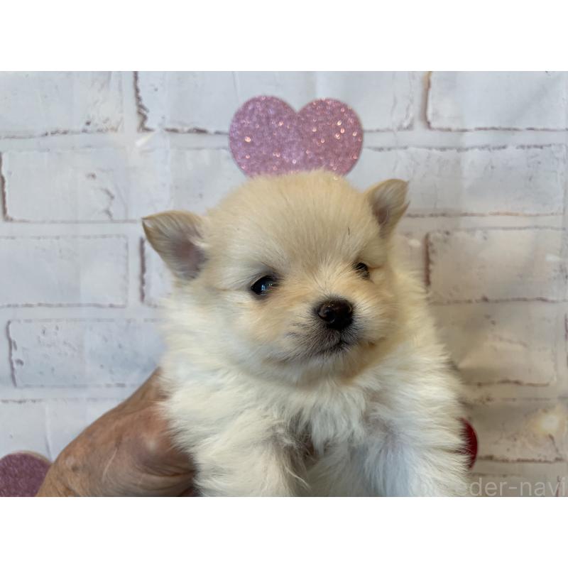 販売中の北海道のポメラニアン-440311の3枚目