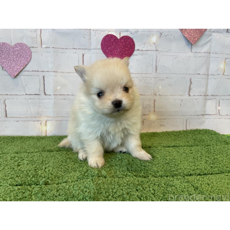 販売中の北海道のポメラニアン-440311の2枚目