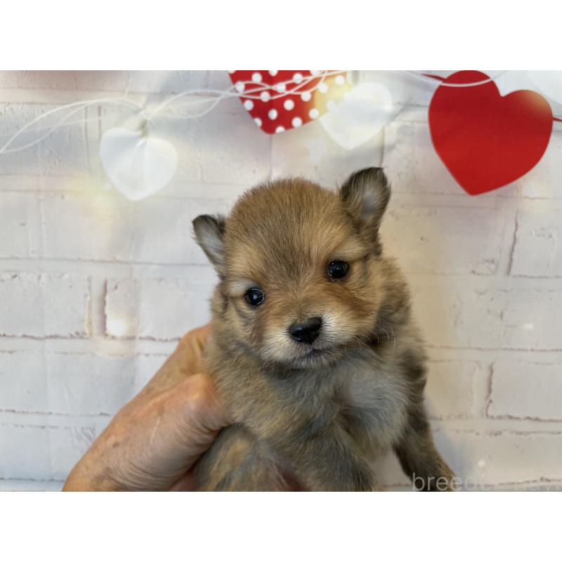 販売中の北海道のポメラニアン-440312の5枚目