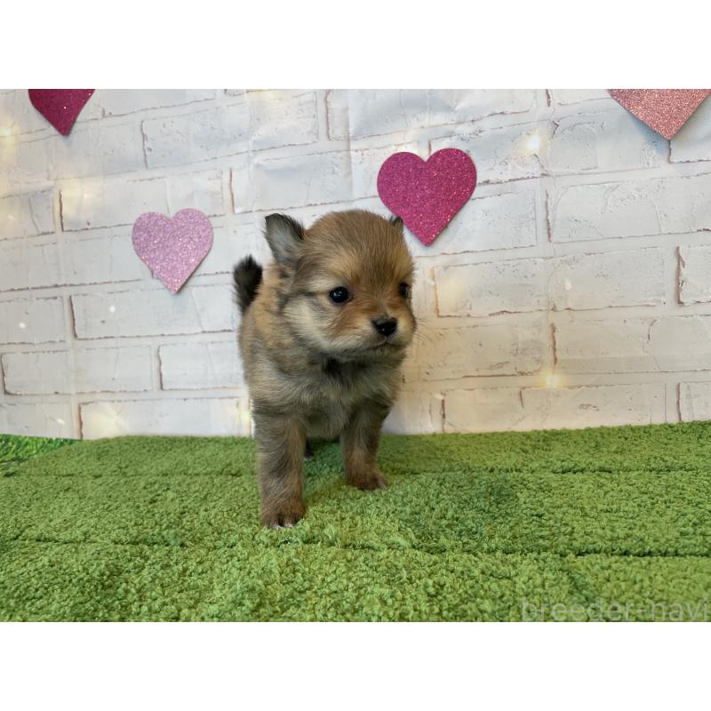 販売中の北海道のポメラニアン-440312の4枚目