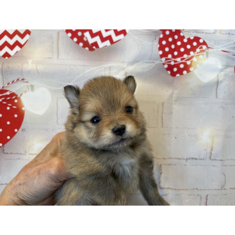 販売中の北海道のポメラニアン-440312の3枚目