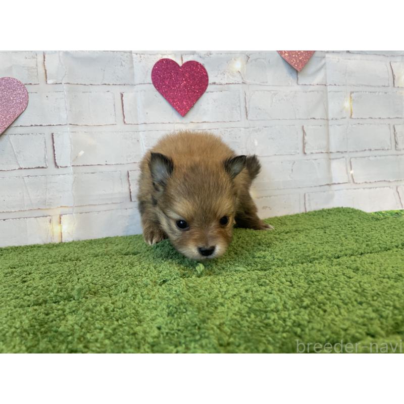 販売中の北海道のポメラニアン-440312の2枚目