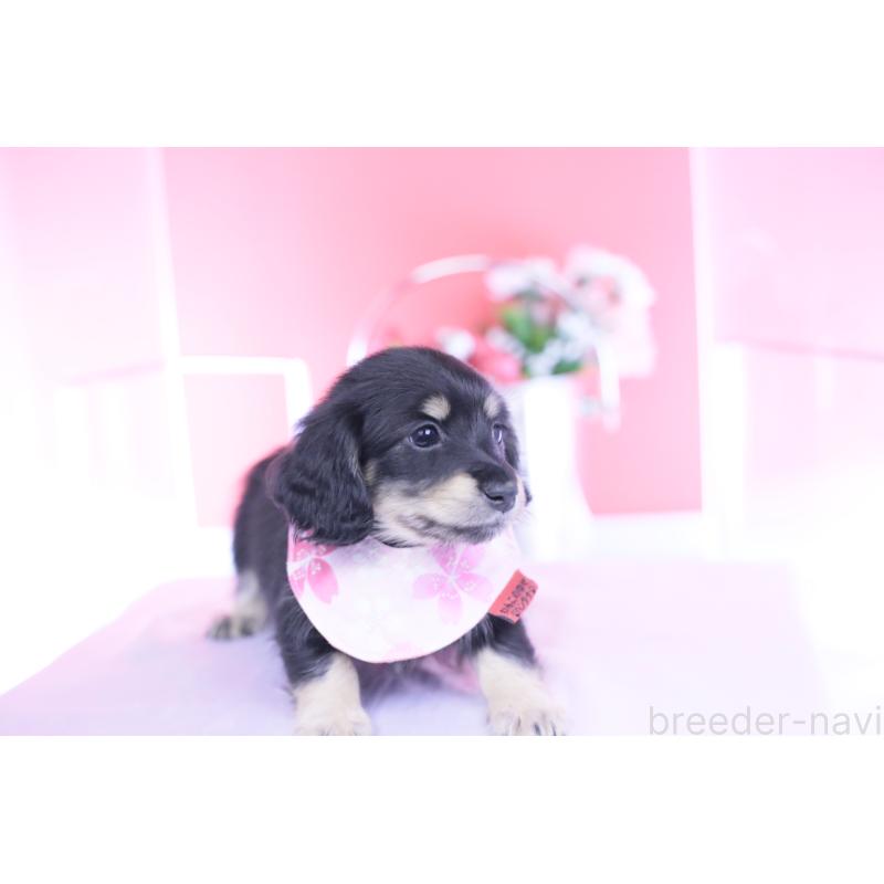 販売中の愛知県のカニンヘンダックスフンド(ロングヘアード)-437854の10枚目