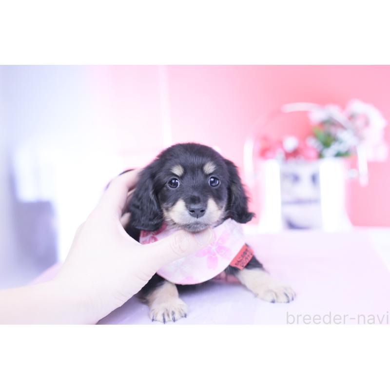 販売中の愛知県のカニンヘンダックスフンド(ロングヘアード)-437854の4枚目