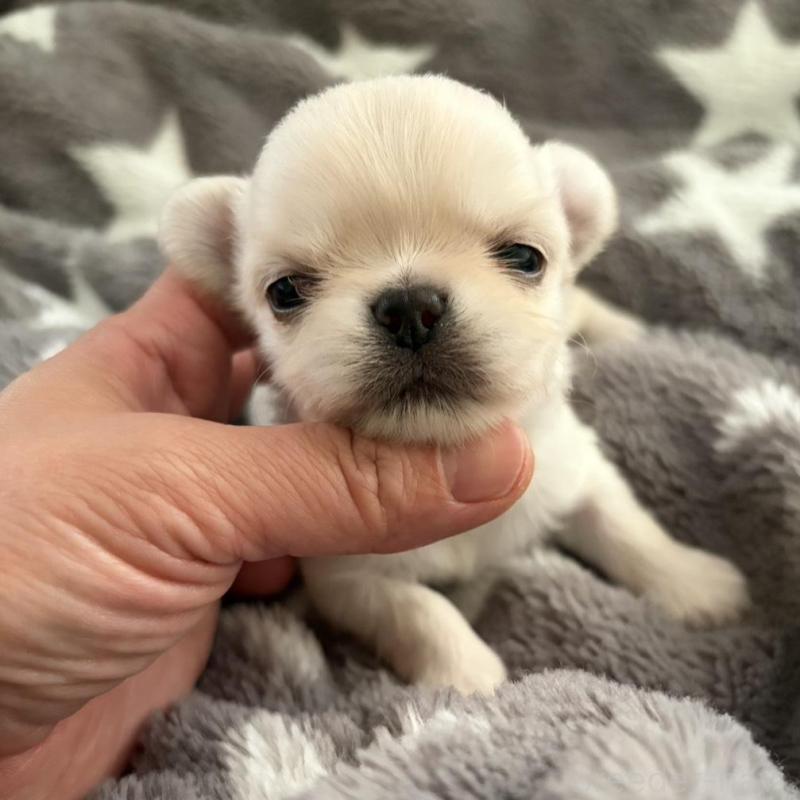 販売中の兵庫県のチワワ(ロングコート)-440314の4枚目