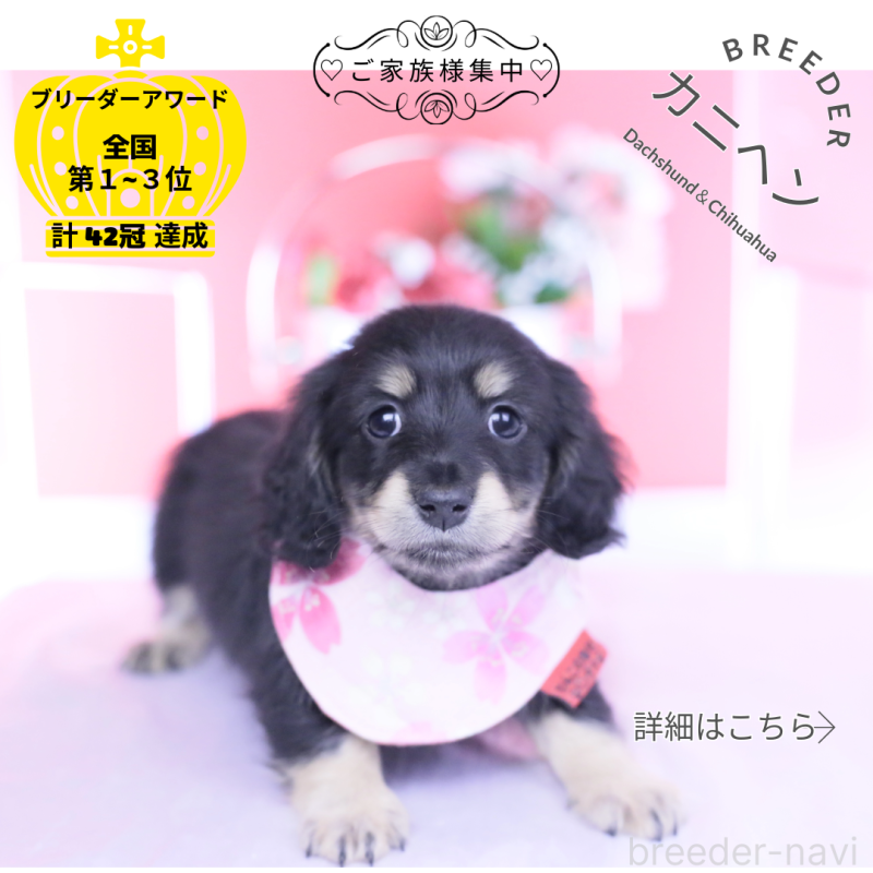 販売中の愛知県のカニンヘンダックスフンド(ロングヘアード)-437854