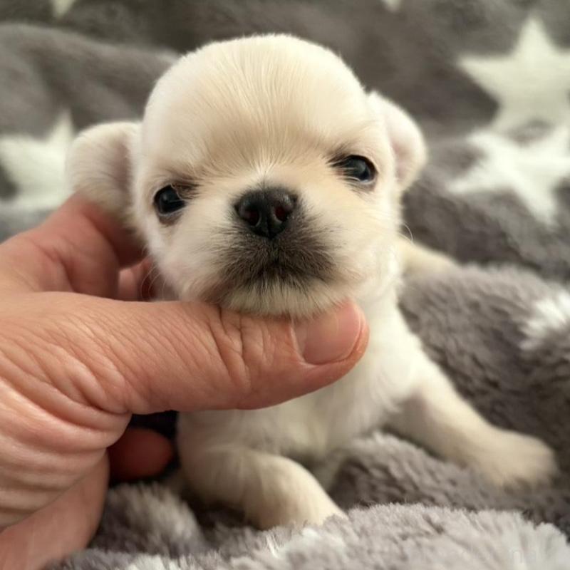 販売中の兵庫県のチワワ(ロングコート)-440314の3枚目