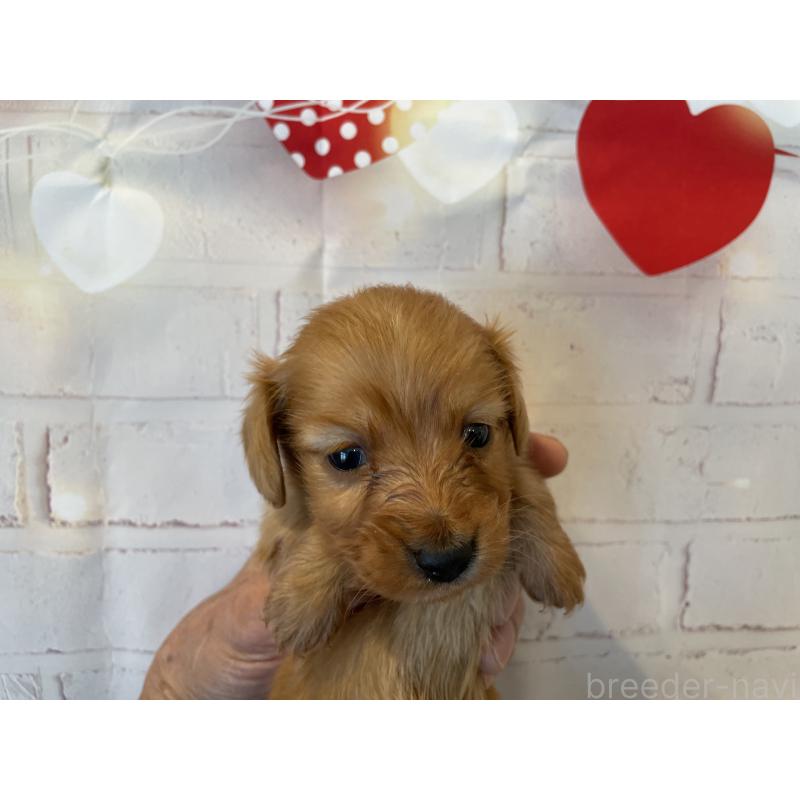 販売中の北海道のミニチュアダックスフンド(ロングヘアード)-440317の5枚目