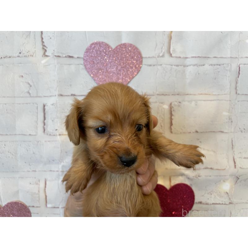 販売中の北海道のミニチュアダックスフンド(ロングヘアード)-440317の4枚目