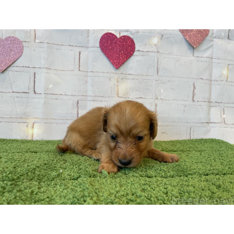 販売中の北海道のミニチュアダックスフンド(ロングヘアード)-440317の3枚目