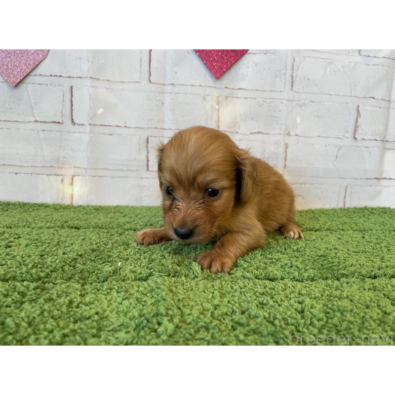 販売中の北海道のミニチュアダックスフンド(ロングヘアード)-440317の2枚目