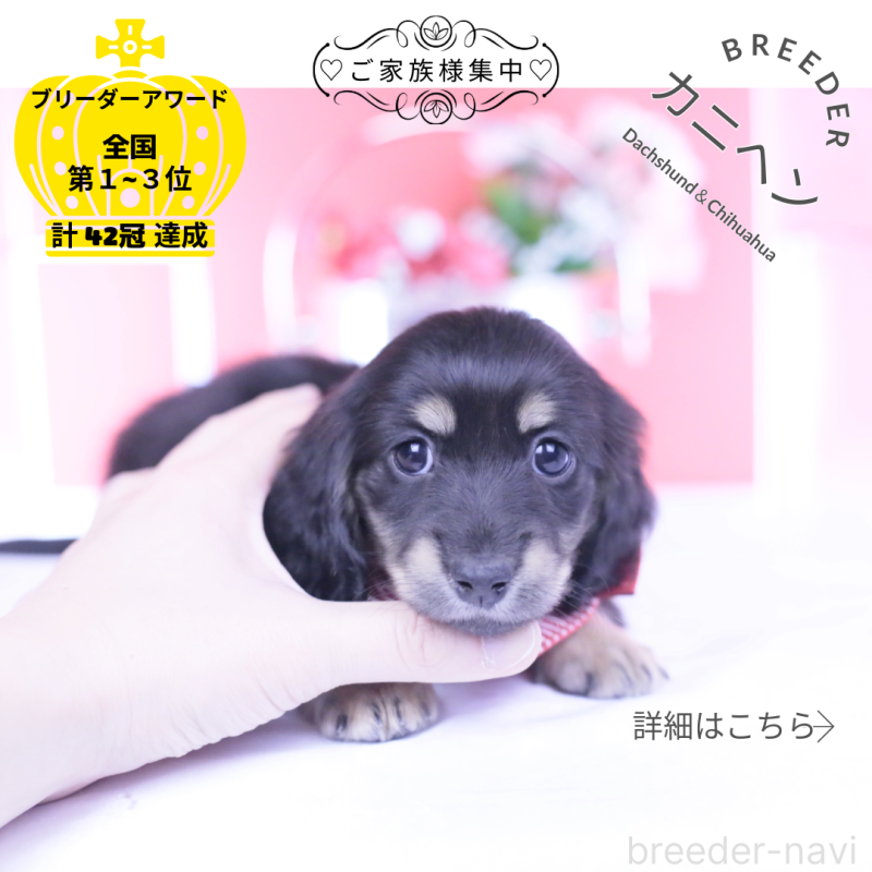 販売中の愛知県のカニンヘンダックスフンド(ロングヘアード)-437857