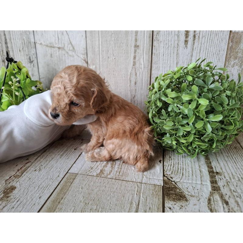 販売中の千葉県のトイプードル-440315の10枚目