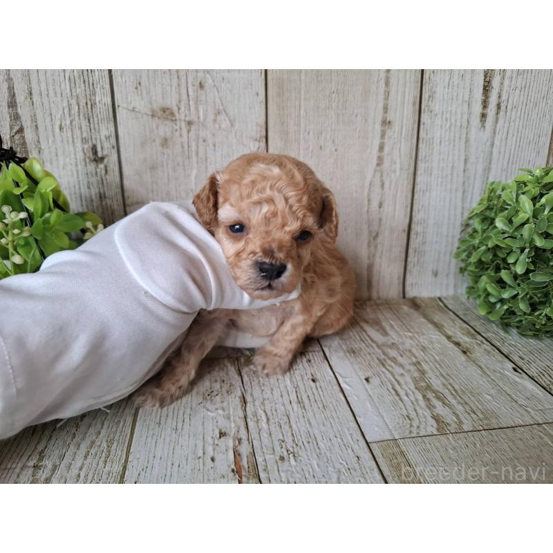 販売中の千葉県のトイプードル-440315の8枚目