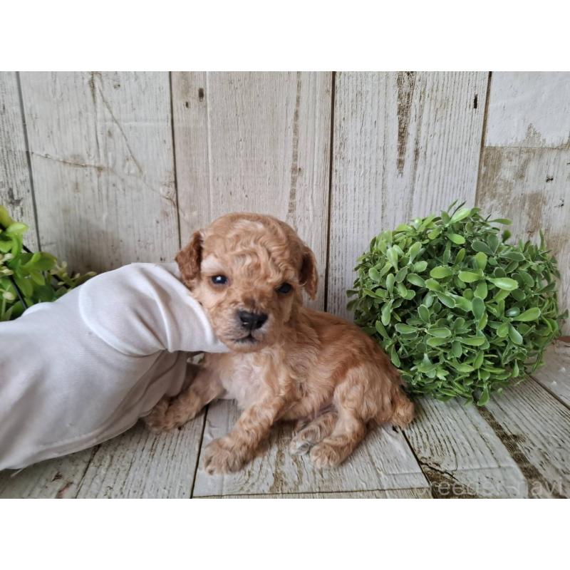 販売中の千葉県のトイプードル-440315の7枚目