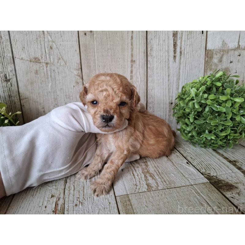 販売中の千葉県のトイプードル-440315の6枚目