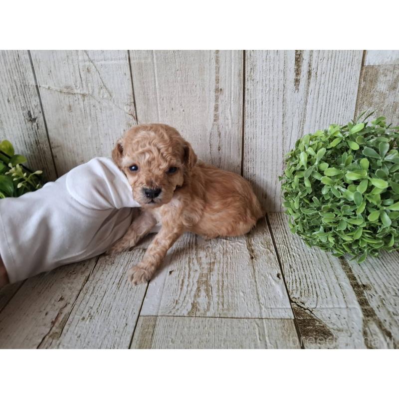 販売中の千葉県のトイプードル-440315の5枚目