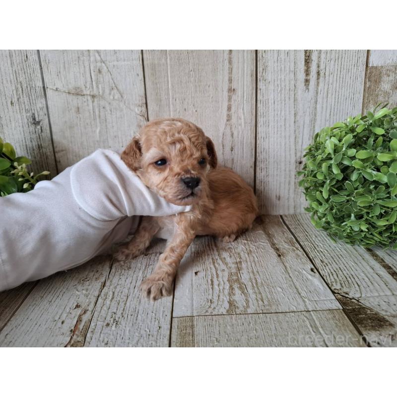 販売中の千葉県のトイプードル-440315の4枚目