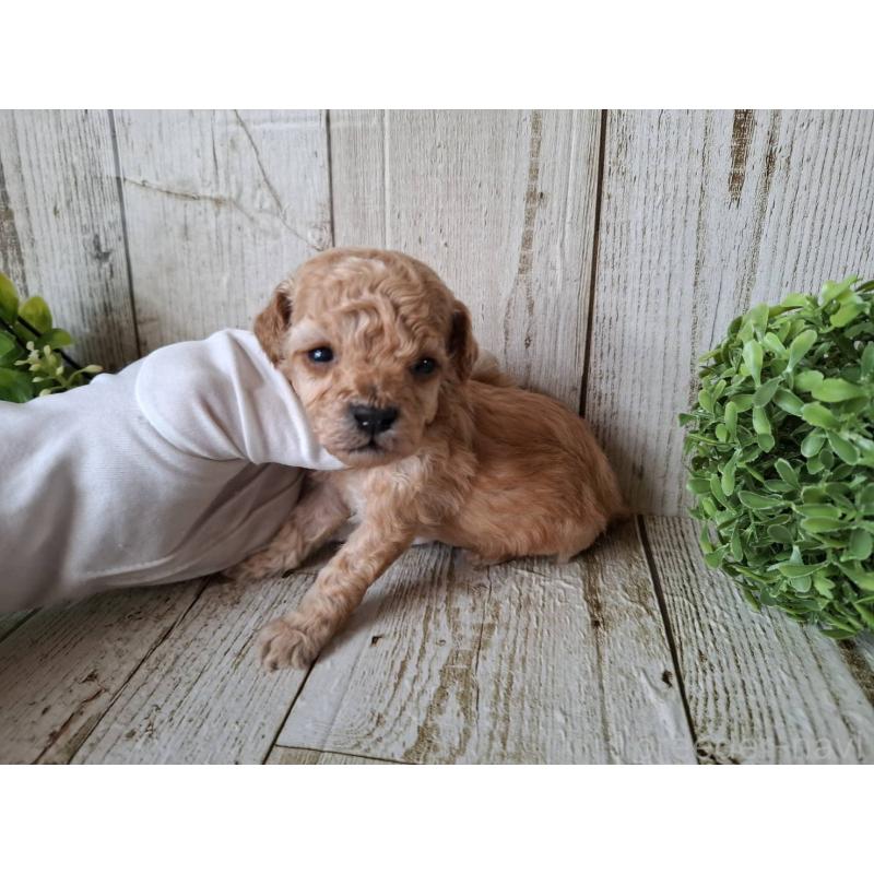 販売中の千葉県のトイプードル-440315の3枚目