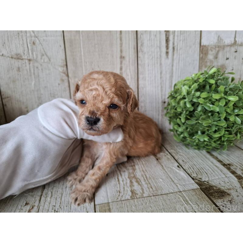 販売中の千葉県のトイプードル-440315の2枚目