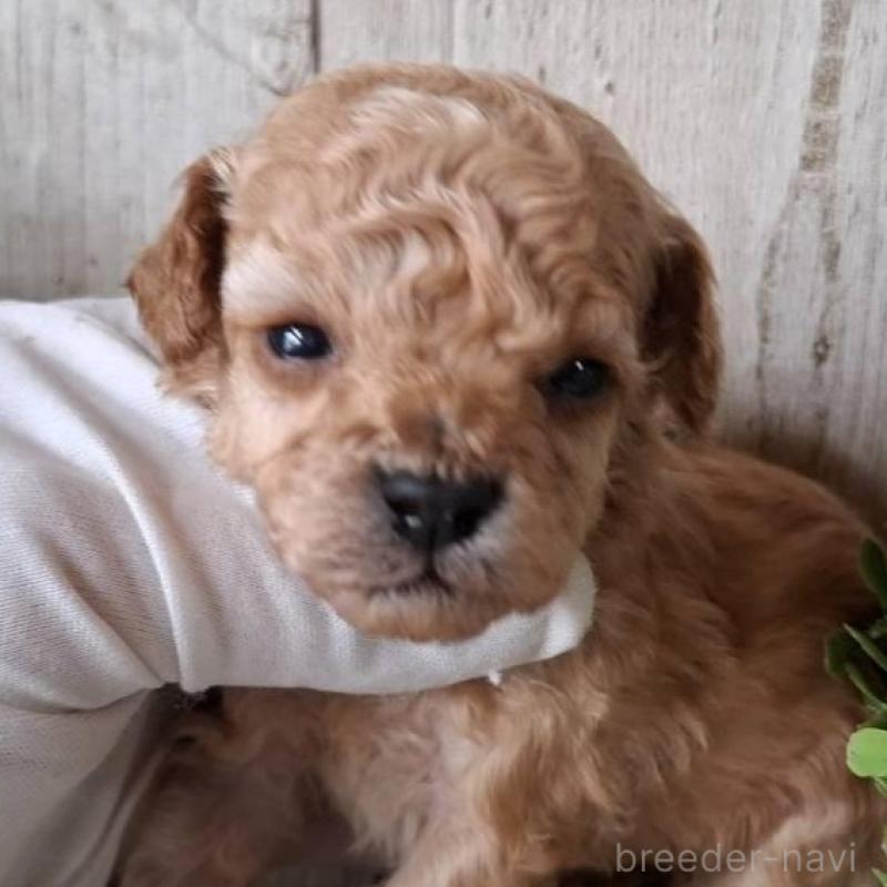 販売中の千葉県のトイプードル-440315の1枚目