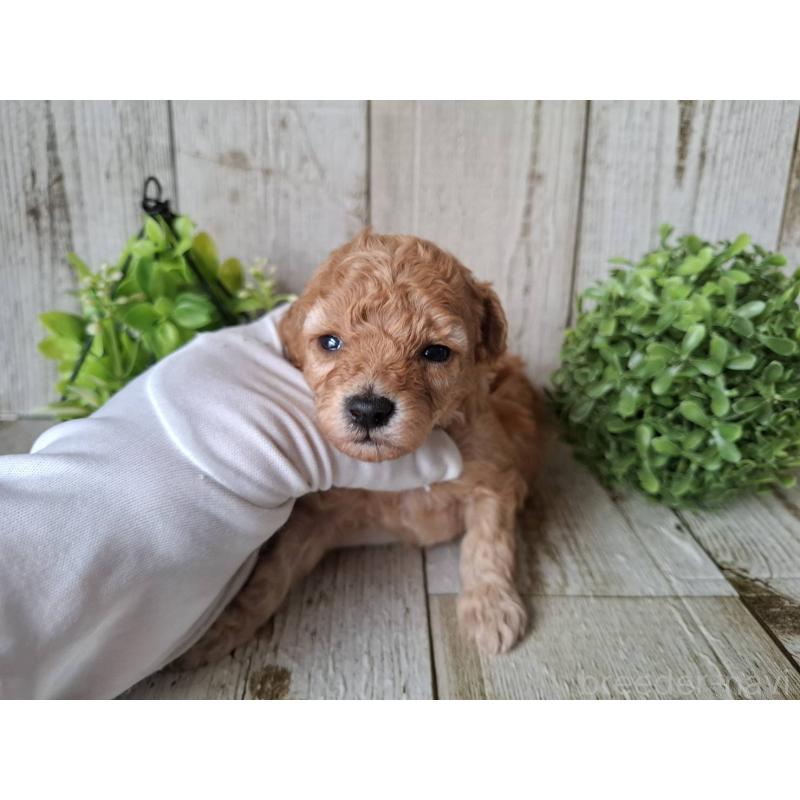 販売中の千葉県のトイプードル-440316の10枚目