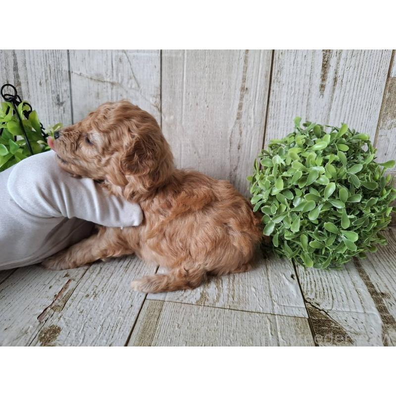 販売中の千葉県のトイプードル-440316の9枚目