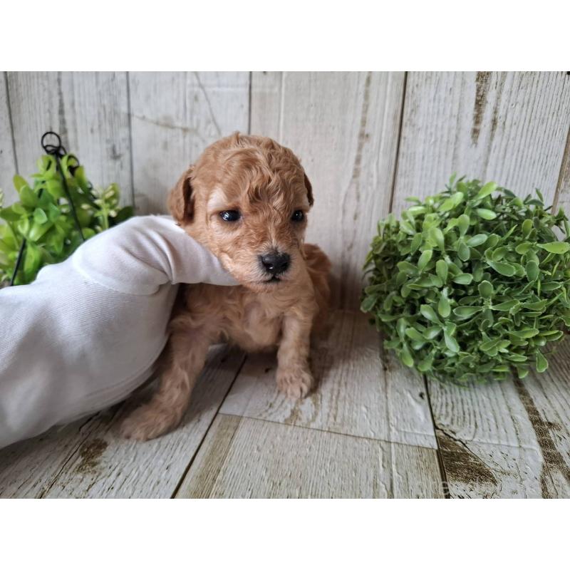 販売中の千葉県のトイプードル-440316の8枚目