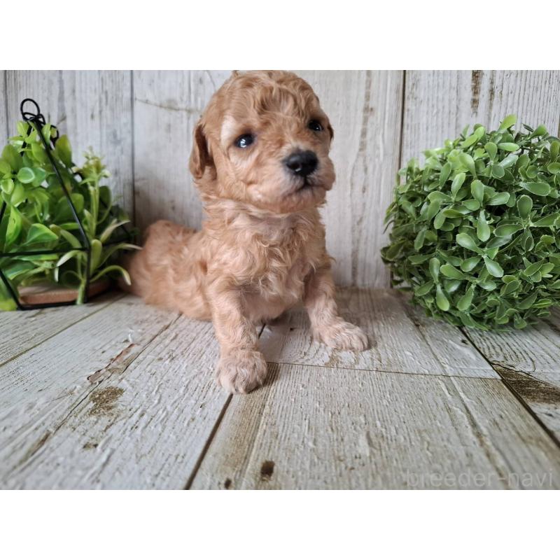 販売中の千葉県のトイプードル-440316の7枚目