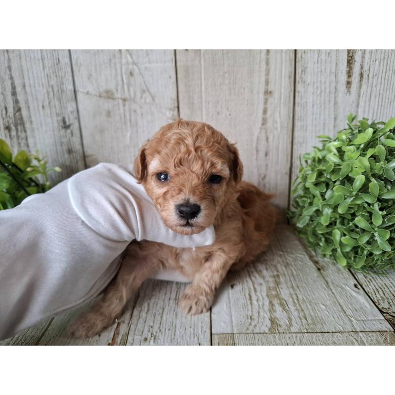 販売中の千葉県のトイプードル-440316の6枚目