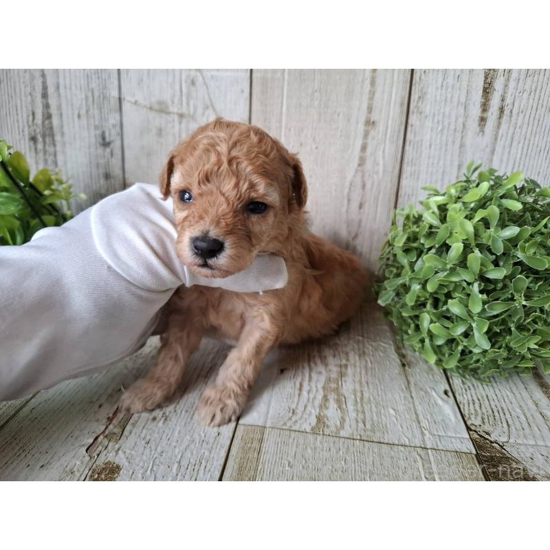 販売中の千葉県のトイプードル-440316の5枚目