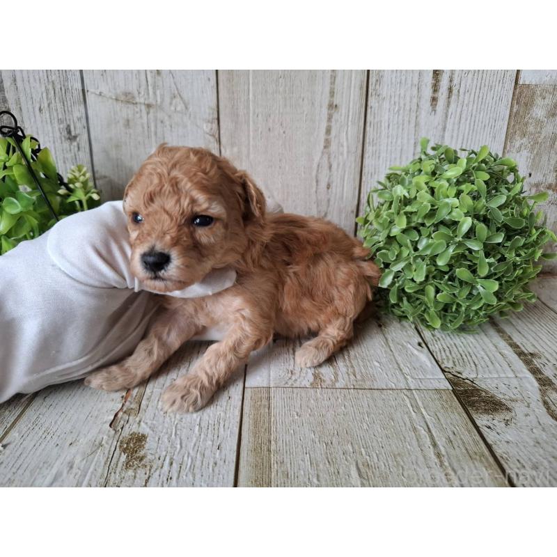 販売中の千葉県のトイプードル-440316の3枚目