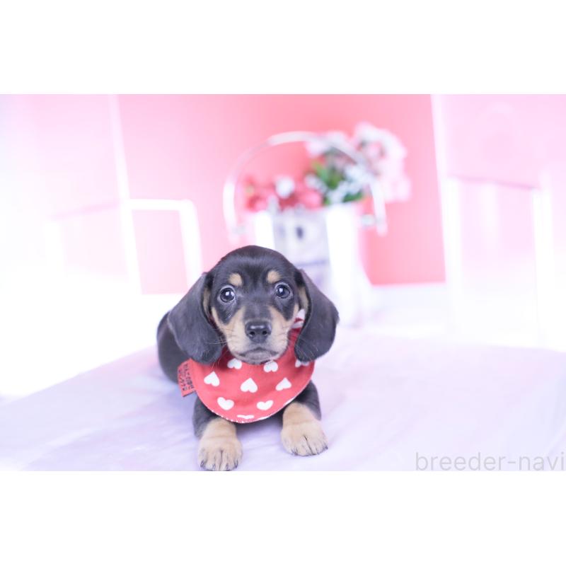 販売中の愛知県のカニンヘンダックスフンド(スムースヘアード)-440319の10枚目