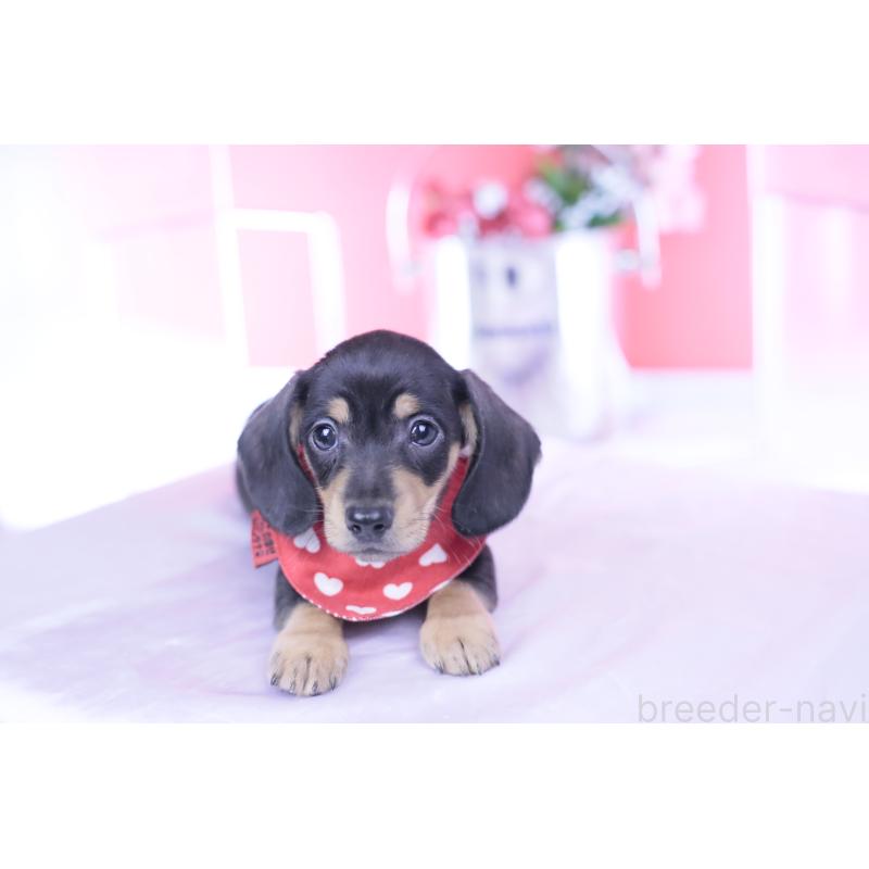 販売中の愛知県のカニンヘンダックスフンド(スムースヘアード)-440319の9枚目