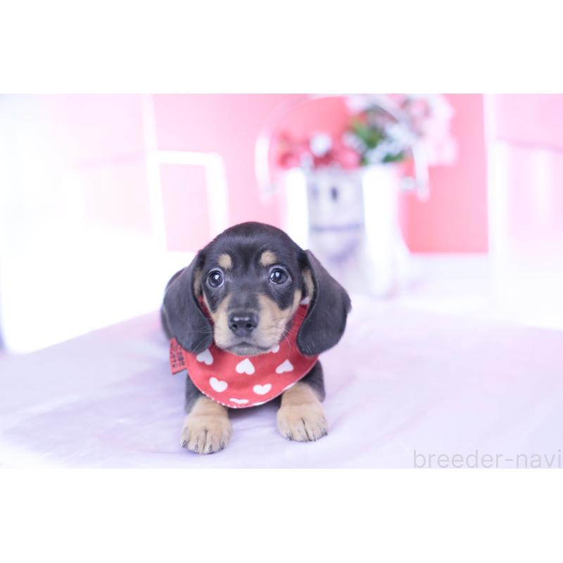 販売中の愛知県のカニンヘンダックスフンド(スムースヘアード)-440319の8枚目