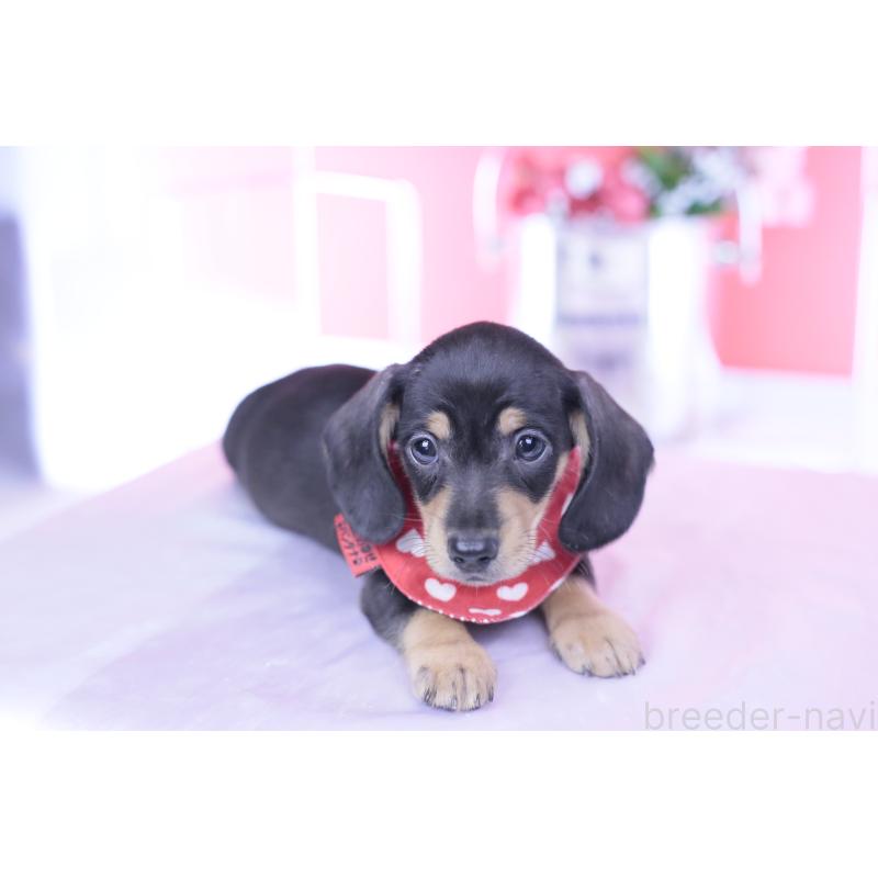 販売中の愛知県のカニンヘンダックスフンド(スムースヘアード)-440319の7枚目