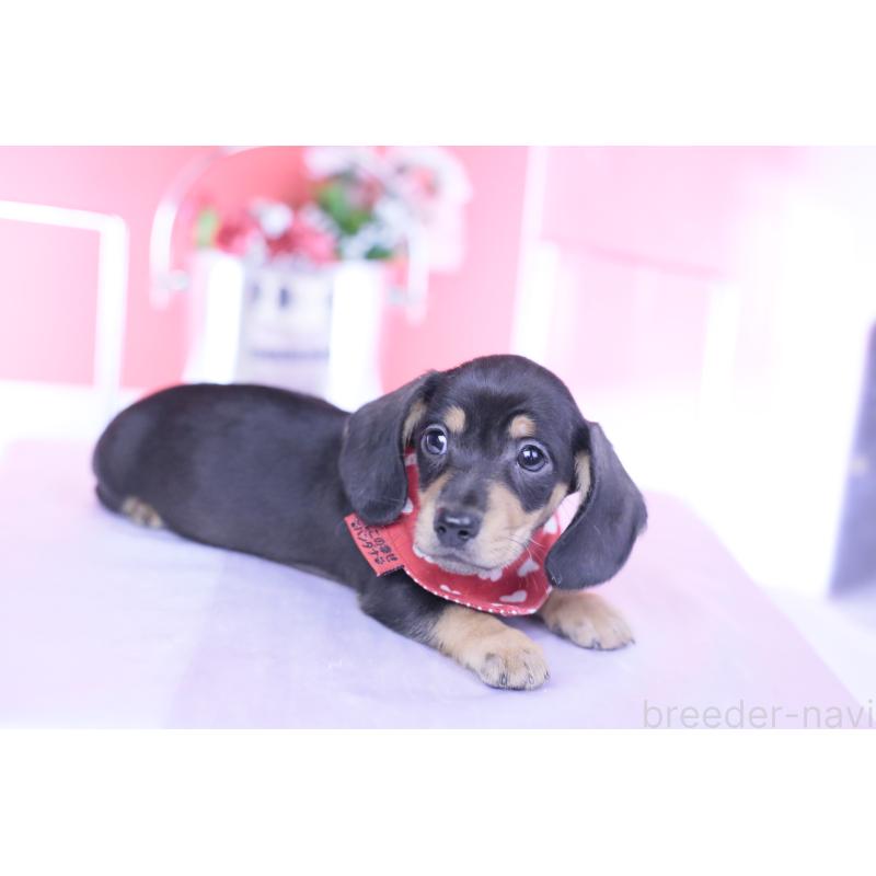 販売中の愛知県のカニンヘンダックスフンド(スムースヘアード)-440319の6枚目