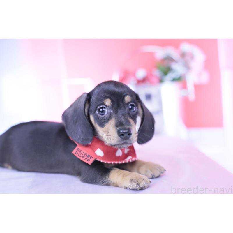 販売中の愛知県のカニンヘンダックスフンド(スムースヘアード)-440319の4枚目