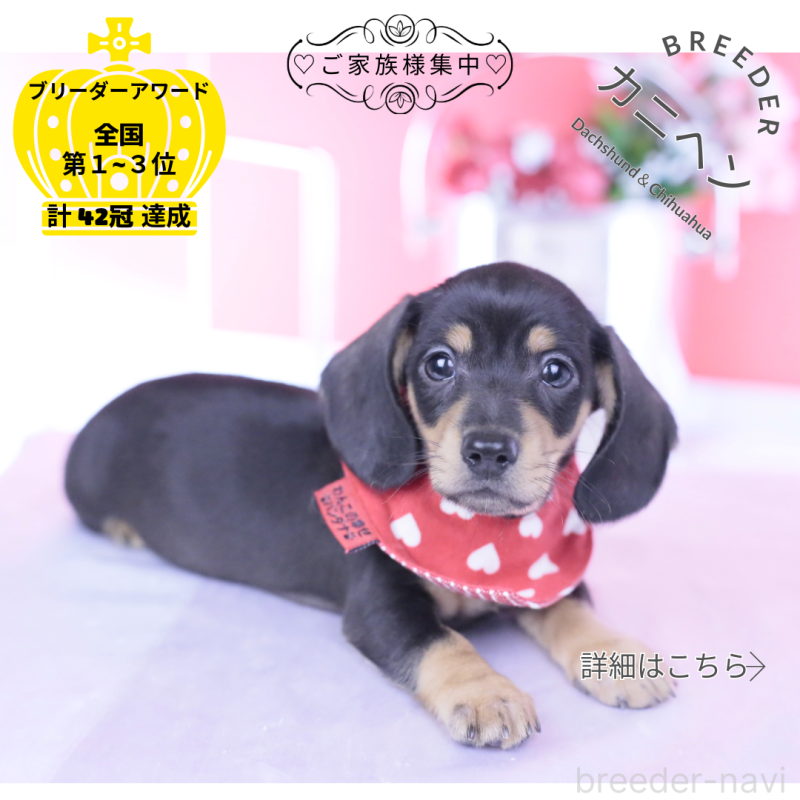 販売中の愛知県のカニンヘンダックスフンド(スムースヘアード)-440319の1枚目