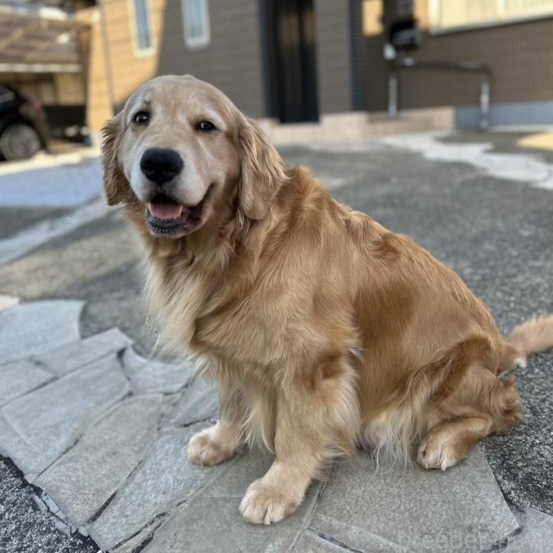 販売中の福岡県のゴールデンレトリーバー-438198の10枚目