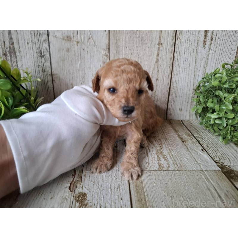 販売中の千葉県のトイプードル-440318の10枚目