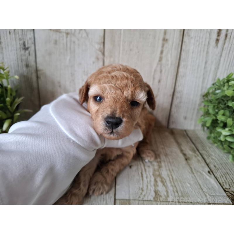 販売中の千葉県のトイプードル-440318の9枚目