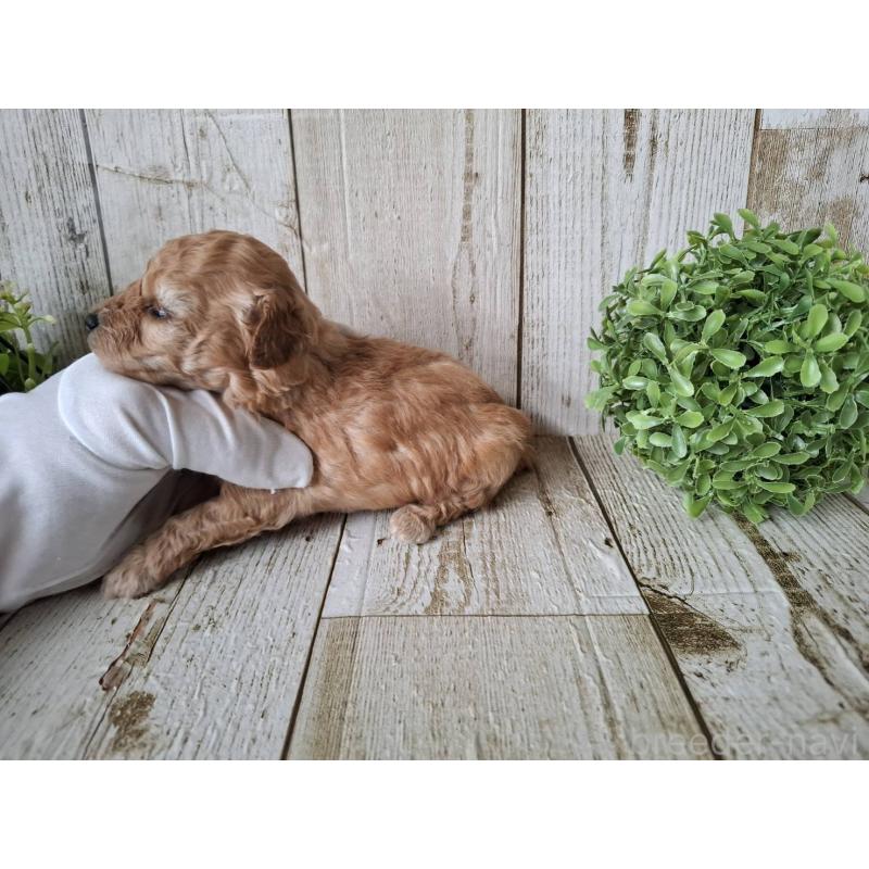 販売中の千葉県のトイプードル-440318の7枚目