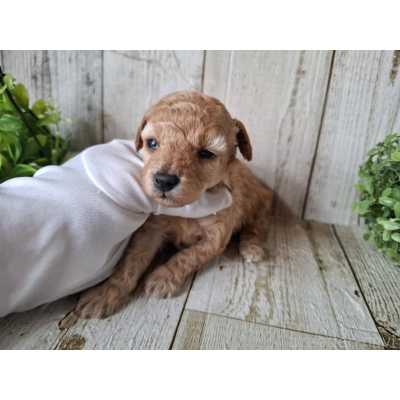 販売中の千葉県のトイプードル-440318の8枚目