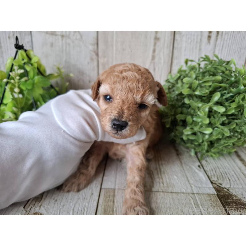 販売中の千葉県のトイプードル-440318の6枚目