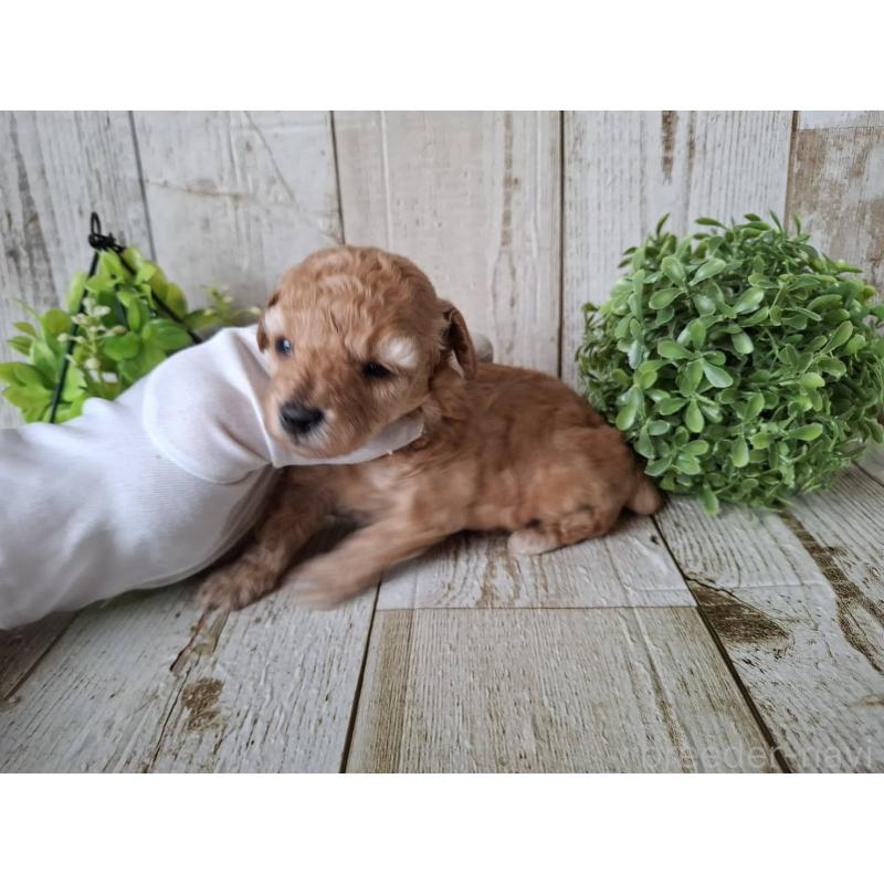 販売中の千葉県のトイプードル-440318の5枚目